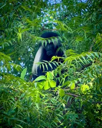 Sometimes I feel I’m being watched
Diani, Kenya | June 2024

#wildlife #monkey #colobus #nature #beautiful #diani #kenya #africa #hiddenkenya #modernoutdoors #visualsofearth #ourplanetdaily #nakedplanet #travelphotography #traveldeeper #travelbug #passionpassport #travelwithme #exploretocreate #neverstopexploring #livetoexplore #wanderlust #discoverearth #shotoniphone #soulcollective #choosingouradventure #jfphototribute #liveskippers