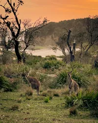 Roos at sunset
Pretty Beach, Australia | October 2024

#kangaroo #joey #wildlife #sunset #sunsetsforbreakfast #nature #beautiful #murramarang #nsw #australia #modernoutdoors #visualsofearth #ourplanetdaily #nakedplanet #travelphotography #traveldeeper #travelbug #passionpassport #travelwithme #exploretocreate #neverstopexploring #livetoexplore #wanderlust #discoverearth #shotoniphone #soulcollective #choosingouradventure #jfphototribute